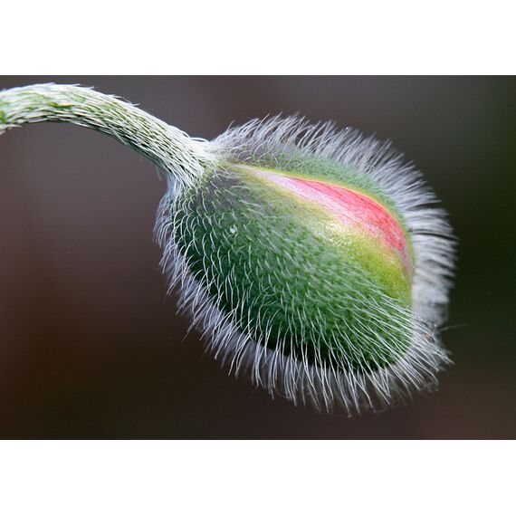 Автофокусные (AF) макрокольца Meike для Sony, изображение 2